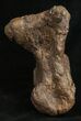 Robust Sauropod (Diplodocus) Metatarsal - Dana Quarry #10139-6